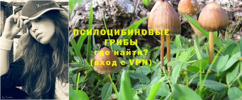 Псилоцибиновые грибы Psilocybine cubensis  Алапаевск 